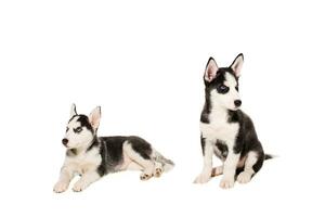 twee puppy's ras de husky's geïsoleerd Aan wit achtergrond foto