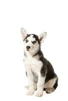 Siberisch schor puppy geïsoleerd Aan een wit achtergrond foto