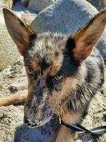 een hond met groot oren zittend Aan de zand foto