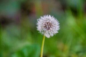 een paardebloem is groeit in de gras foto