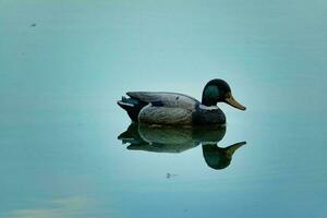 een eend drijvend Aan de water met haar reflectie foto