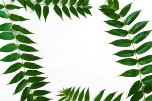groen blad takken Aan wit achtergrond. vlak leggen, top visie foto
