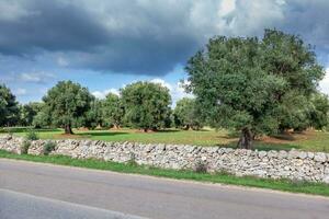 verleidelijk visie Aan een gras veld- en een mooi olijf- bomen in apulië platteland, Italië. foto