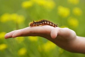 bruine rups zittend op een hand foto