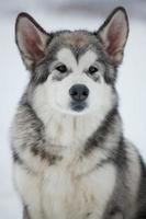 Alaskan malamute puppy foto