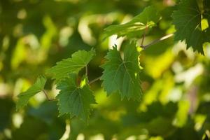 wijnstok met groene bladeren foto