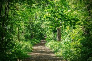 rustig pad door weelderig groen regenwoud foto