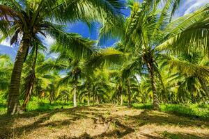 rustig tropisch strand met palm bomen en blauw zee. foto