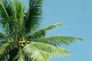 rustig tropisch strand met palm bomen en blauw zee. foto