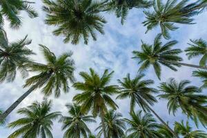 rustig tropisch strand met palm bomen en blauw zee. foto