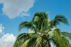 rustig tropisch strand met palm bomen en blauw zee. foto