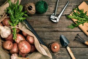 rauw aardappelen in een linnen tas, rucola, knoflook, tuin Schep en hark, voedsel achtergrond, top visie foto