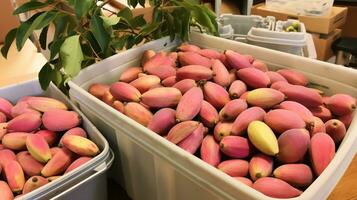 vers geplukt wonder fruit van tuin geplaatst in de dozen. generatief ai foto