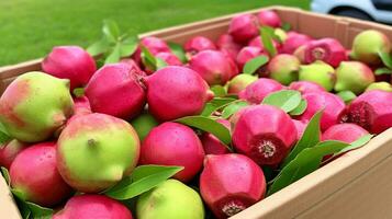 vers geplukt guavebes fruit van tuin geplaatst in de dozen. generatief ai foto