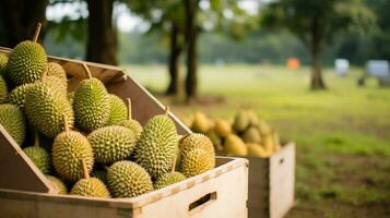 vers geplukt durian fruit van tuin geplaatst in de dozen. generatief ai foto