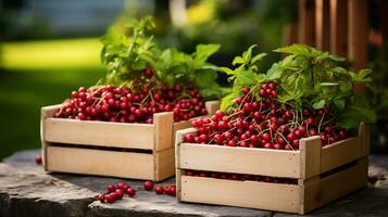 vers geplukt veenbes fruit van tuin geplaatst in de dozen. generatief ai foto