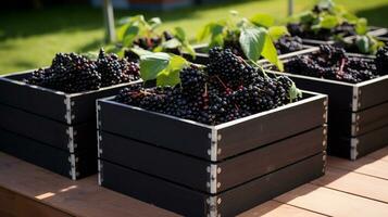 vers geplukt vlierbes fruit van tuin geplaatst in de dozen. generatief ai foto