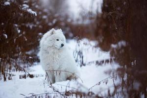 grote ruige hond zittend op de sneeuw foto