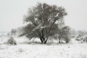 wintersneeuwlandschap foto