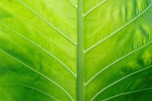 colocasia textuur groen blad voor achtergrond