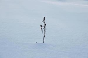 gedroogde bloem die uit de sneeuw steekt foto