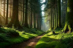 een pad door een Woud met hoog bomen. ai-gegenereerd foto