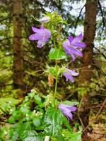 Purper bloemen groeit in de bossen in de buurt een Woud foto