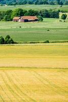 een veld- van tarwe met een schuur in de afstand foto