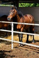 een paard aan het eten gras in een stal foto