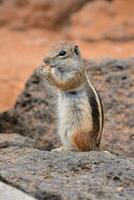 een chipmunk aan het eten een stuk van fruit foto