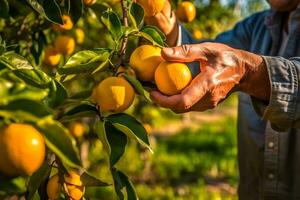 dichtbij omhoog van boer mannetje handen plukken oranje of mandarijn- vruchten. biologisch voedsel, oogsten en landbouw concept. gegenereerd ai. foto