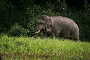 vol lichaam van wild olifant in khao yai nationaal park Thailand, Khaoyai is een van belangrijk natuurlijk heiligdom van zuiden oosten- Azië foto