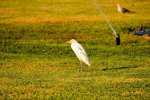 een wit vogel staand Aan de gras De volgende naar een vogel bad foto