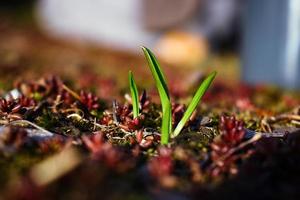 jonge plant springt op uit bruine bladeren en rode vetplant foto