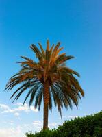 groene palmboom op blauwe hemelachtergrond foto