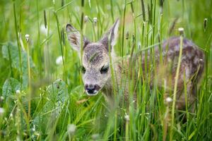 jong wild ree hert in gras, capreolus capreolus. nieuw geboren ree hert, wild voorjaar natuur. foto