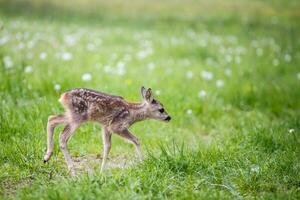 jong wild ree hert in gras, capreolus capreolus. nieuw geboren ree hert, wild voorjaar natuur. foto