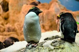 twee pinguïns zijn staand Aan een rots in een exposeren foto