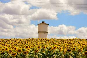 een veld- van zonnebloemen en een water toren foto