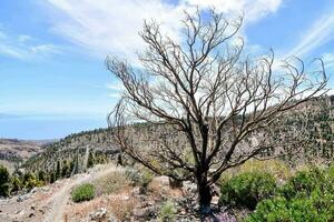 een dood boom Aan de kant van een berg foto