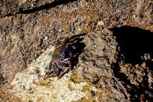 een krab Aan een rots in de oceaan foto