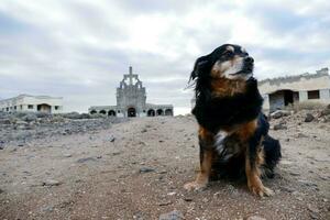 een hond zit in voorkant van een kerk foto