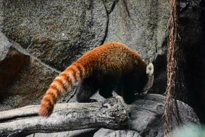 rood panda Bij de dierentuin foto