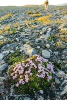 een hond is staand in de midden- van een veld- met bloemen foto