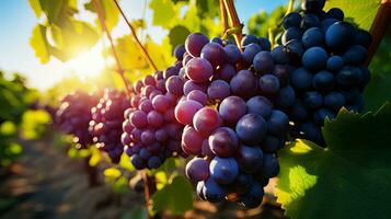 rijp druiven in zijn wijngaard en zonneschijn ai gegenereerd foto