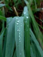 regendruppels Aan de groen gras na de regen in de vroeg ochtend. natuurlijk achtergrond. foto