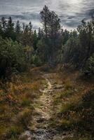 wandelen door de moeras in de fohramoos Europese bescherming Oppervlakte foto