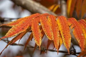 kleurrijke bladeren in de herfst foto