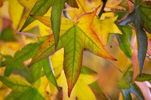 kleurrijke bladeren in de herfst foto