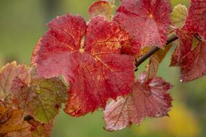 rood planten in automn foto